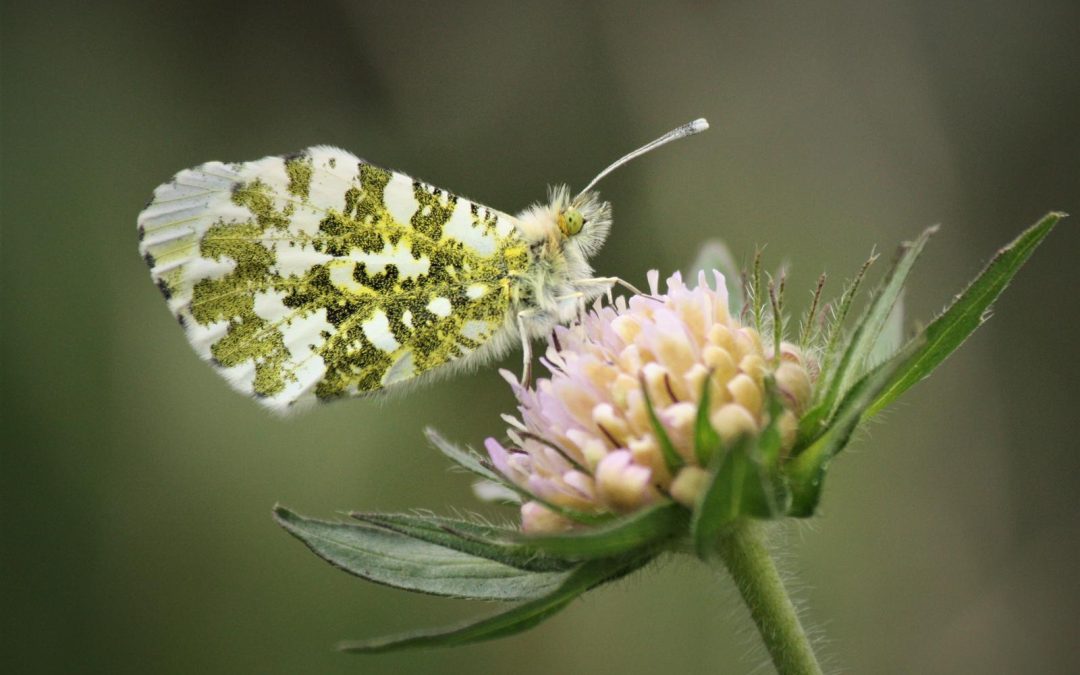 Inheemse planten die je tuin tot een vlinderparadijs maken