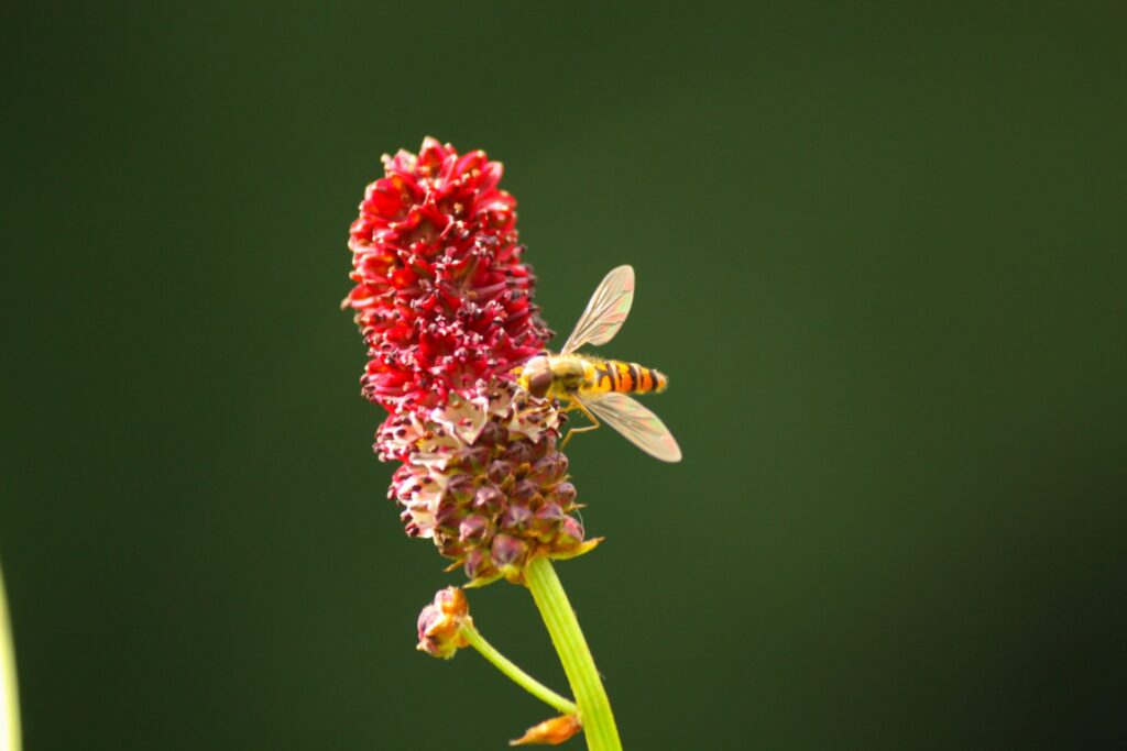 Pimpernel zweefvlieg