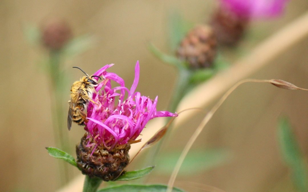Wat zijn de voordelen van inheemse planten in jouw tuin