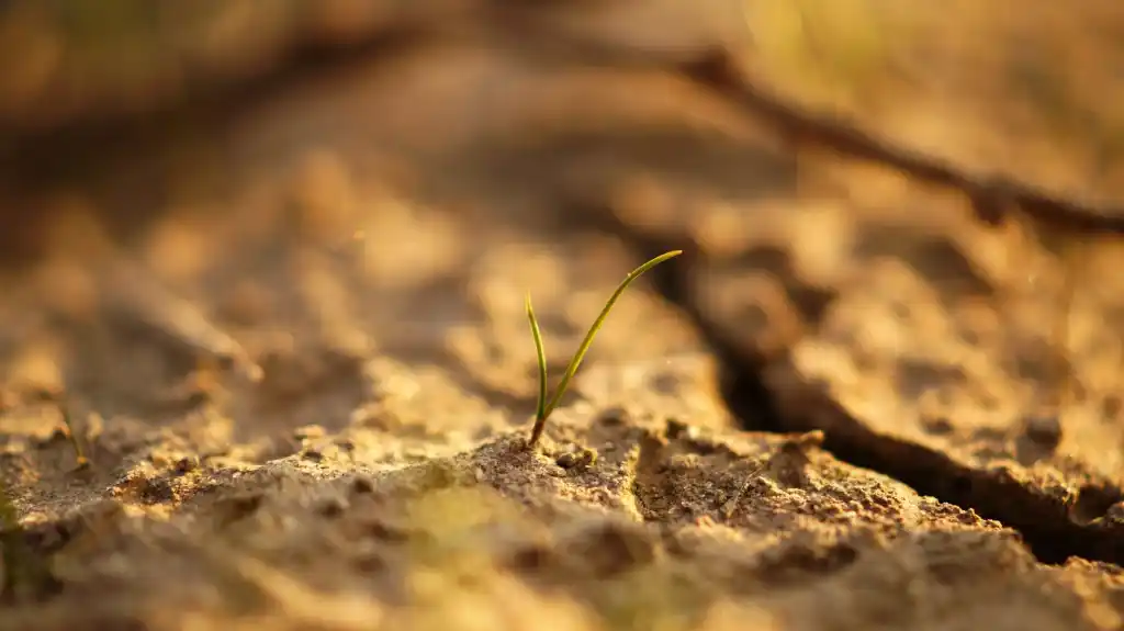 Welke planten kunnen goed tegen de droogte en zon?