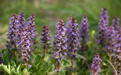 De mooiste inheemse bodembedekkers voor in je tuin!