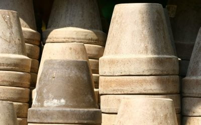 Welke inheemse planten kies je voor in een pot?