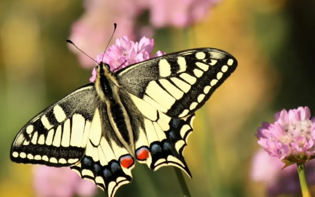 Hoe vergroot je de biodiversiteit in je tuin?