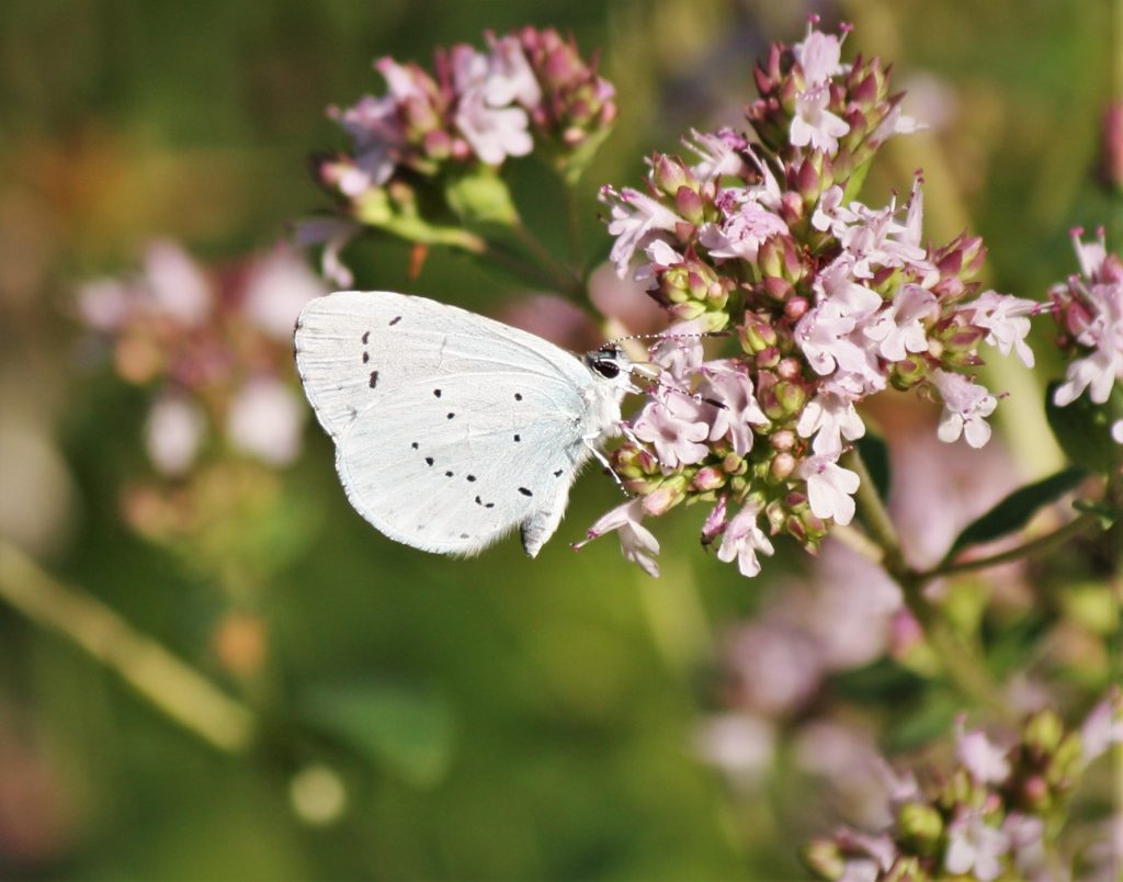 Boomblauwtje Wilde Marjolein