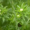 Gewone-margriet