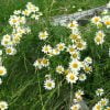 Gewone-margriet