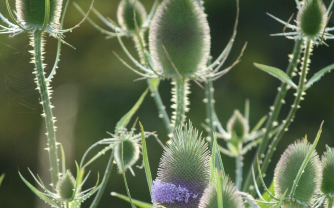 Waarom de Grote Kaardebol in elke inheemse tuin thuishoort!