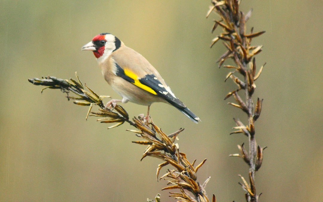 Met deze tips krijg je nog meer vogels in je tuin!