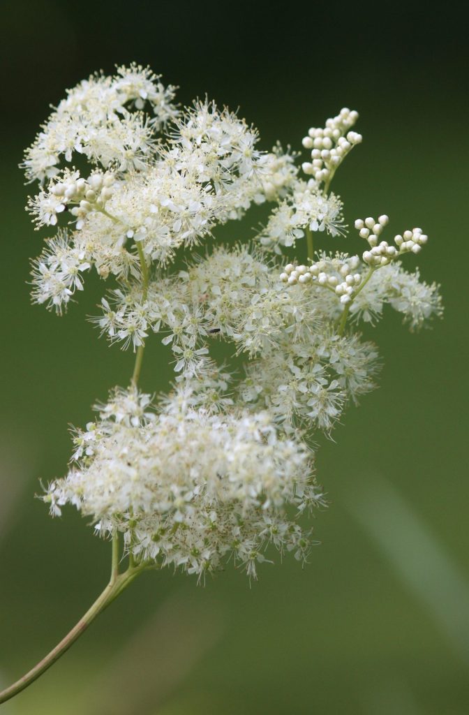Moerasspirea