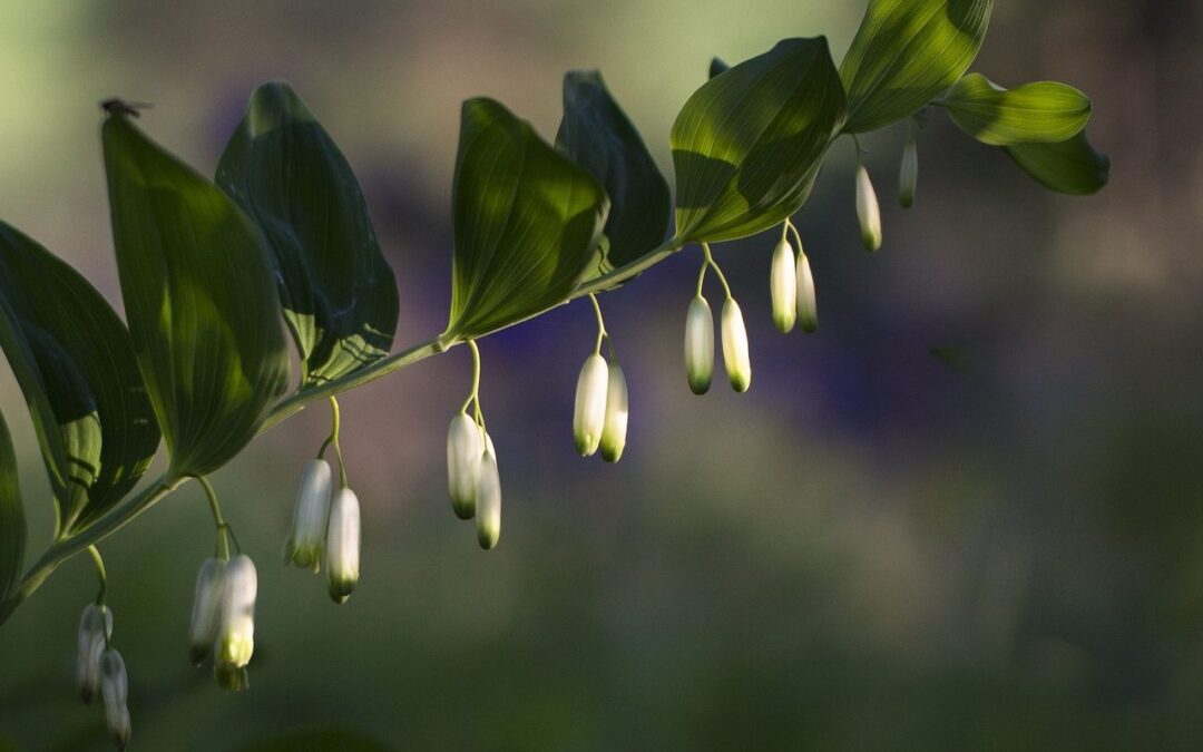Welke inheemse planten groeien in de schaduw?