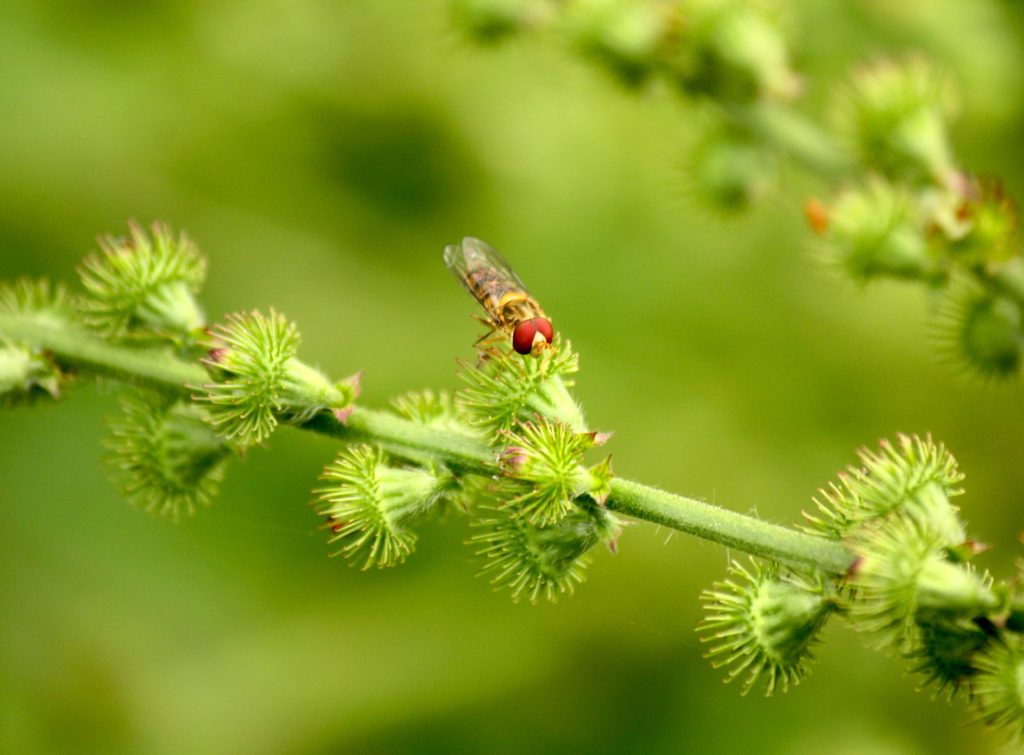 welriekende agrimonie