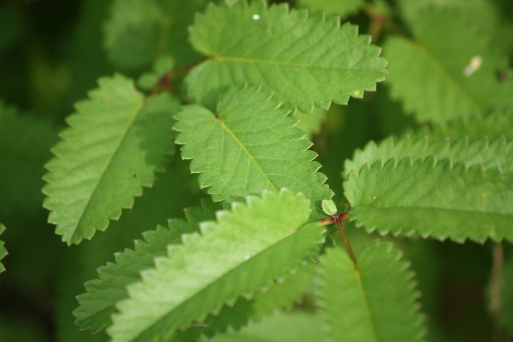 grote-primpernel-blad