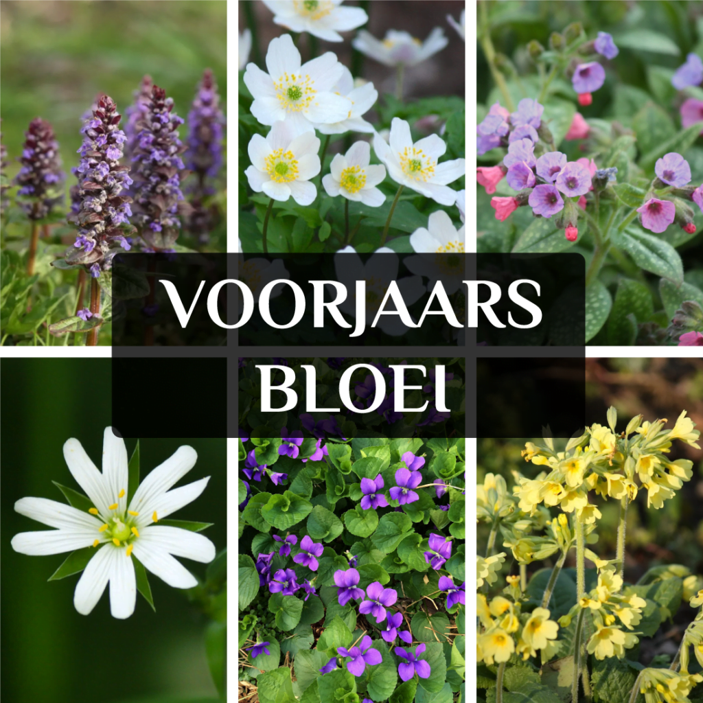 inheemse voorjaarsbloeiers