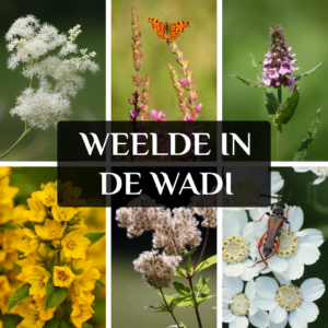 Weelde in de Wadi