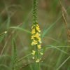 welriekende agrimonie