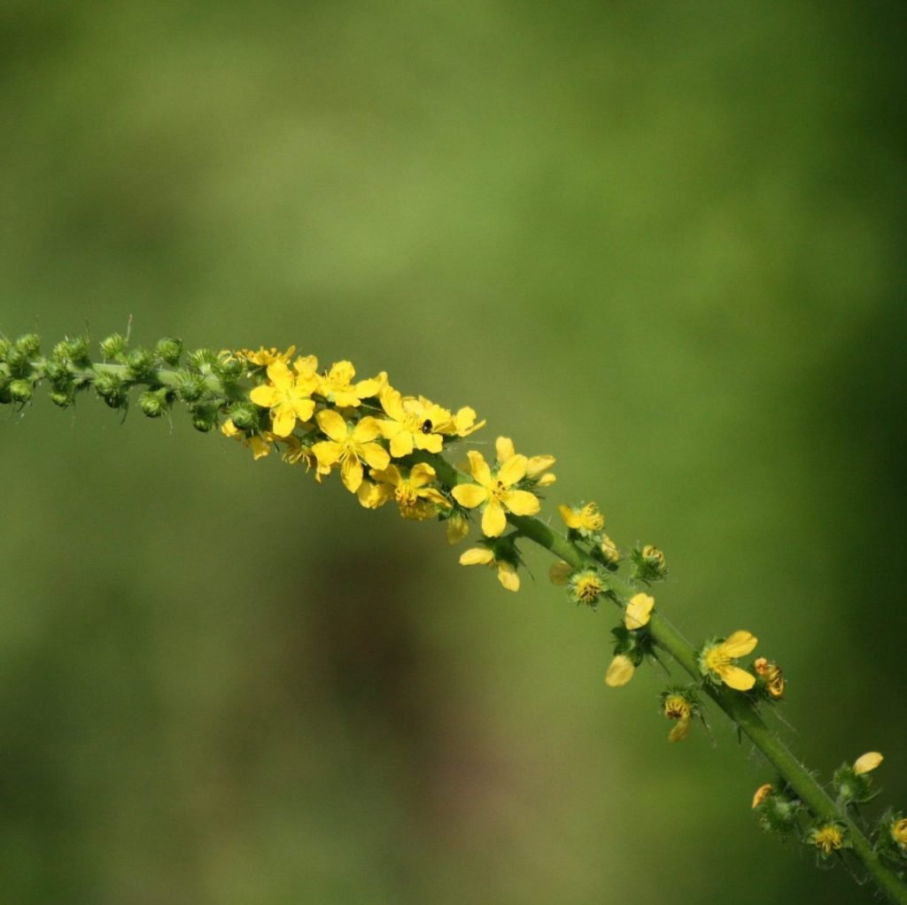 welriekende agrimonie