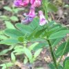 zwarte lathyrus