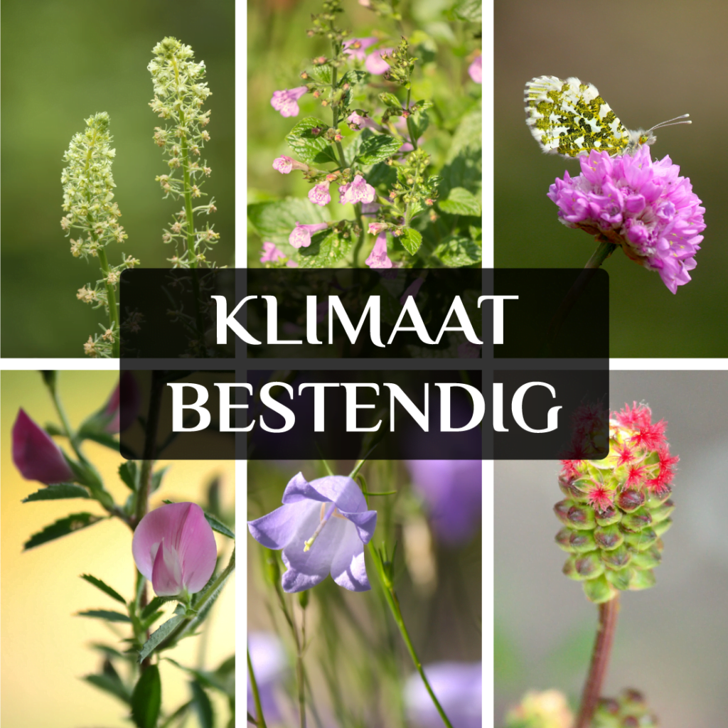klimaatbestendige inheemse planten