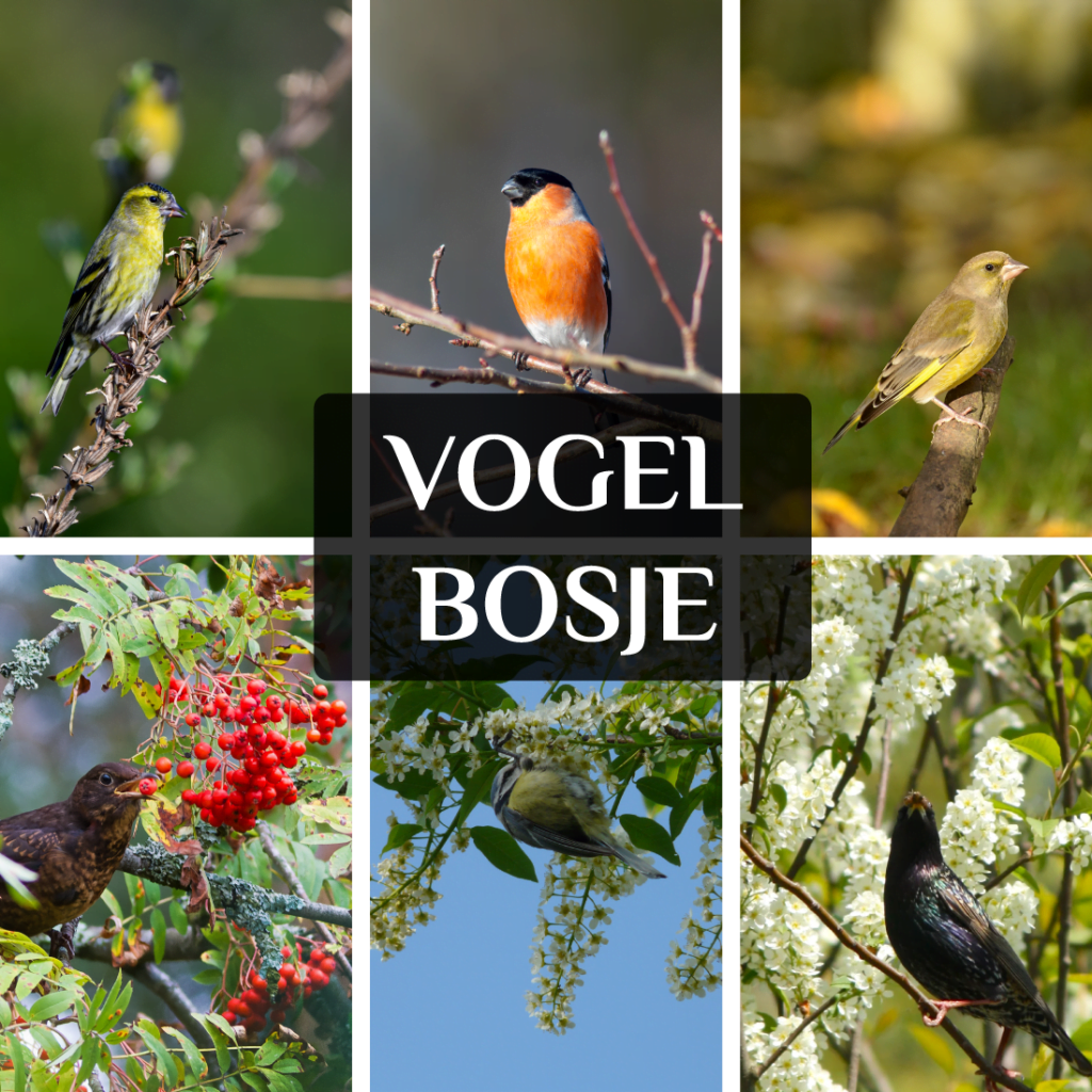 inheemse autochtone vogel struiken