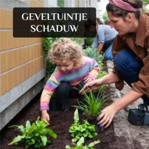 geveltuintje-schaduw inheems cruydthoeck steenbreek